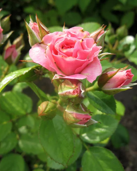 Rosa Rosenblommor Rosenbusken Trädgården Sommaren Trädgårdsodling Ukraina — Stockfoto