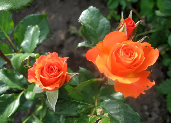 Röda Rosenblommor Rosenbusken Trädgården Sommaren Trädgårdsodling Ukraina — Stockfoto