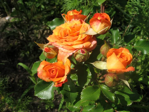 Fiori Rosa Arancione Sul Cespuglio Rose Giardino Estate Giardinaggio Ucraina — Foto Stock