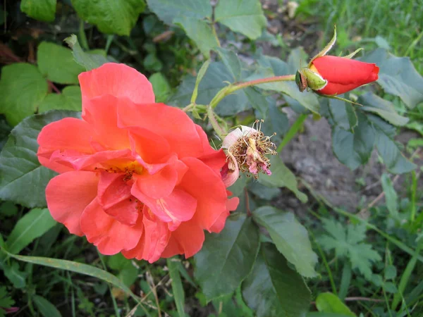 Orangefarbene Rosenblüten Rosenstrauch Garten Sommer Gartenarbeit Der Ukraine — Stockfoto