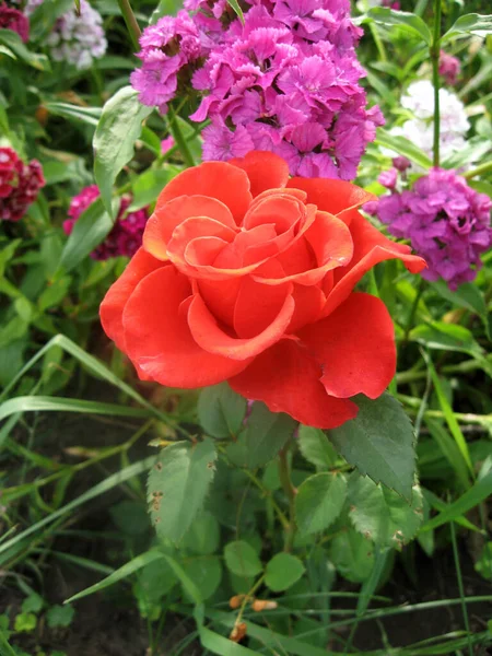 Κόκκινα Τριαντάφυλλα Τριανταφυλλιές Στον Κήπο Καλοκαίρι Κηπουρική Της Ουκρανίας — Φωτογραφία Αρχείου