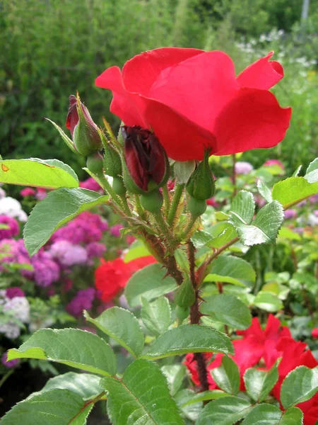 Yazın Bahçedeki Gül Çalılığında Kırmızı Gül Çiçekleri Ukrayna Bahçe Şleri — Stok fotoğraf