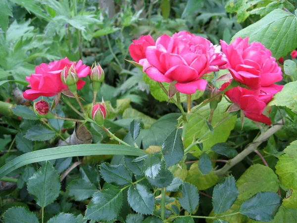 夏に庭のバラの茂みに赤いバラの花を咲かせます ウクライナの庭付け — ストック写真