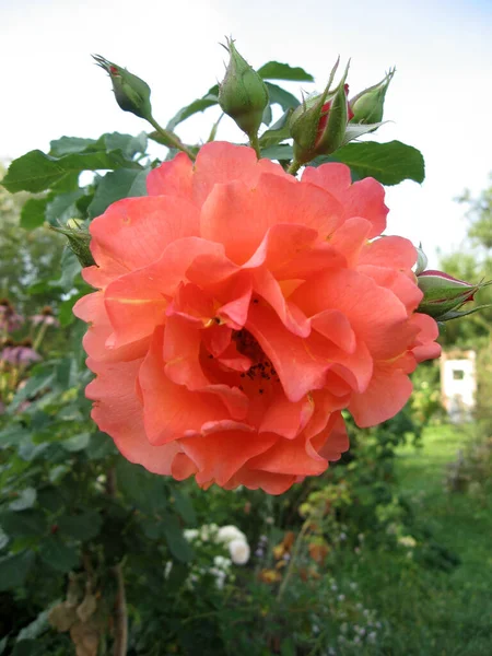橘红色的玫瑰在花园里的玫瑰丛上绽放 乌克兰的园艺 — 图库照片