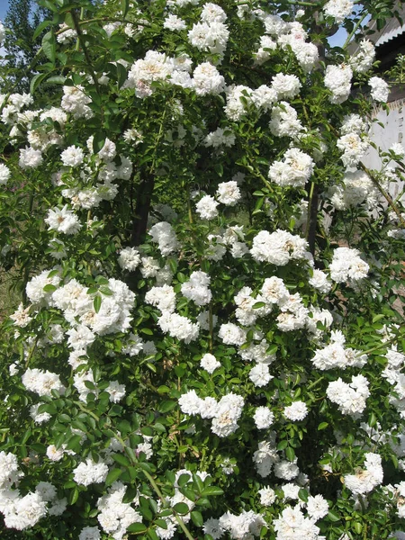 夏に庭のバラの茂みに白いバラの花を咲かせます ウクライナの庭付け — ストック写真