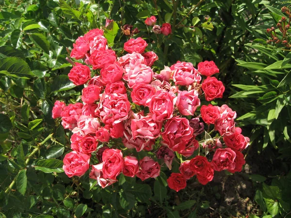 Ροζ Τριαντάφυλλα Τριανταφυλλιά Στον Κήπο Καλοκαίρι Κηπουρική Της Ουκρανίας — Φωτογραφία Αρχείου