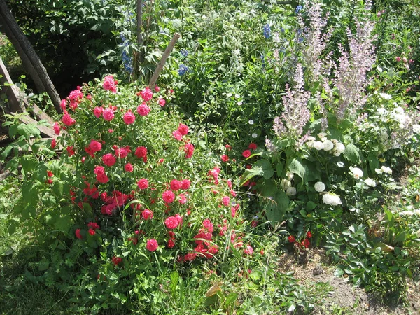 Pink Rose Flowers Rose Bush Garden Summer Gardening Ukraine — Stock Photo, Image