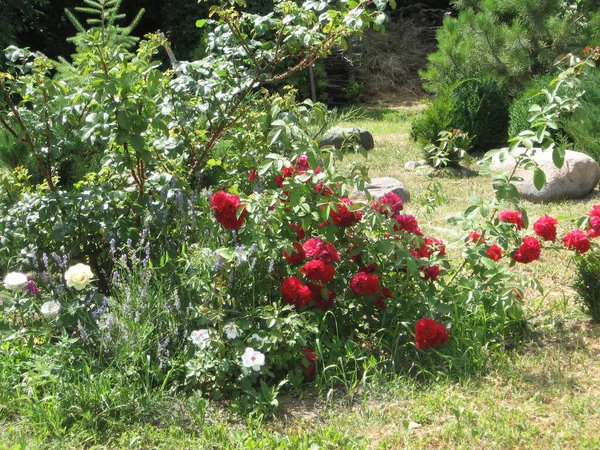 Red Rose Flowers Rose Bush Garden Summer Gardening Ukraine — Stock Photo, Image