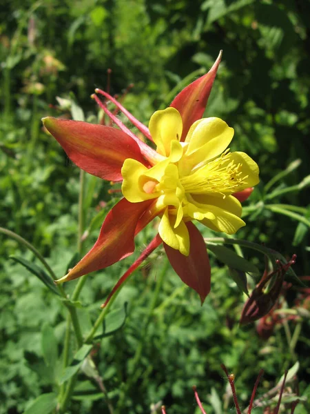 Flores Aquilegia Amarilla Roja Jardín Primavera Jardinería Ucrania —  Fotos de Stock