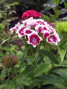 Çiçek karanfili Türk, yeşil yaprakların bulanık arka planında çiçek açan bazı Türk karanfilleri bahçede büyüyen küçük karanfillerin enfeksiyonu. Ukrayna Bahçe İşleri