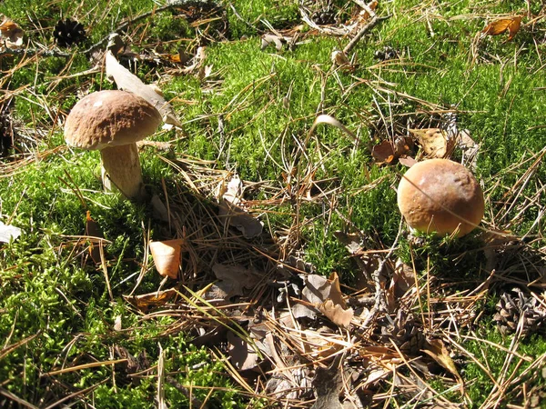 야생의 버섯입니다 곰팡이 야생에서 자라고 있습니다 Photo — 스톡 사진