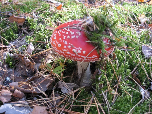 Vermelho Mosca Cogumelo Agárico Toadstool Grama Nome Latino Amanita Muscaria — Fotografia de Stock