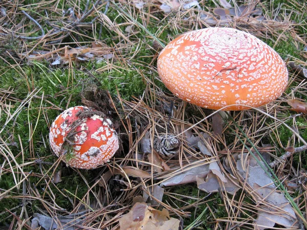 파리는 잔디에 버섯이나 Toadstool 입니다 라틴어 이름은 Amanita Muscaria 독버섯이야 — 스톡 사진