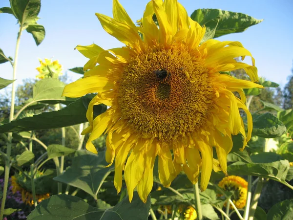 Virágzó Dekoratív Napraforgók Csoportja Melyet Kertben Nap Világít Meg Kertészkedés — Stock Fotó