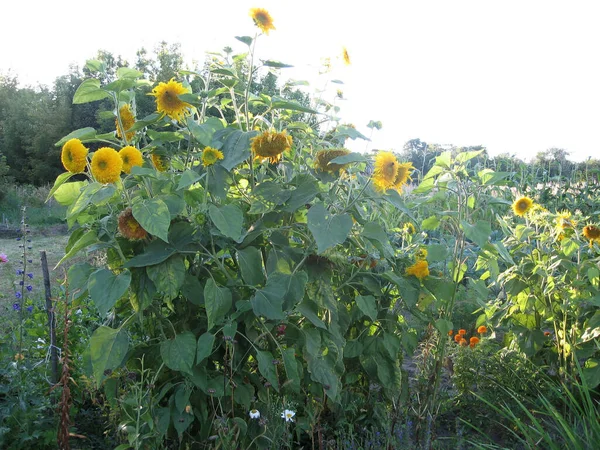 Groep Bloeiende Decoratieve Zonnebloemen Verlicht Door Zon Tuin Tuinieren Van — Stockfoto