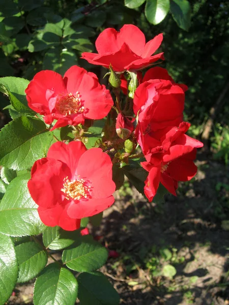 Flores vermelhas de rosas no arbusto de rosas no jardim no verão — Fotografia de Stock