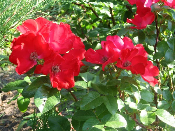 여름에 정원에 있는 장미 숲의 붉은 꽃들 — 스톡 사진