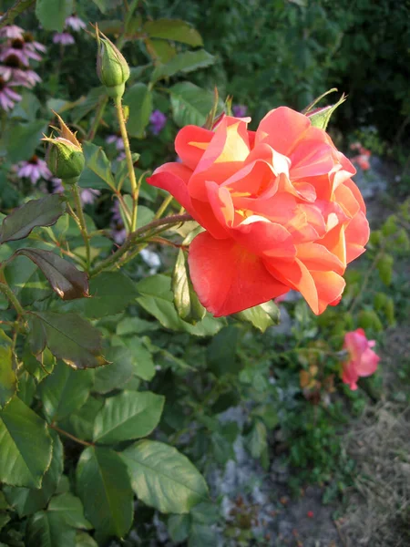 Fleurs Rose Orange Sur Rosier Dans Jardin Été Jardinage Ukraine — Photo