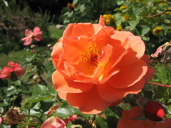 夏に庭のバラの茂みにオレンジのバラの花を咲かせます ウクライナの庭付け — ストック写真
