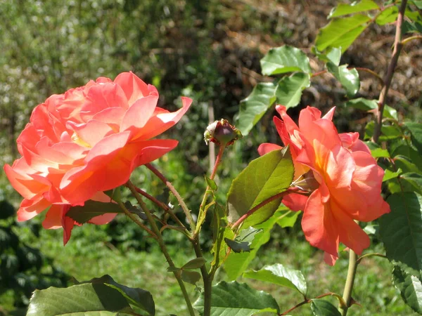Laranja Rosa Flores Arbusto Rosa Jardim Verão Jardinagem Ucrânia — Fotografia de Stock