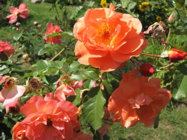 Yazın bahçedeki gül çalılığında turuncu gül çiçekleri. Ukrayna Bahçe İşleri