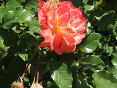 Yazın bahçedeki gül çalılığında turuncu gül çiçekleri. Ukrayna Bahçe İşleri