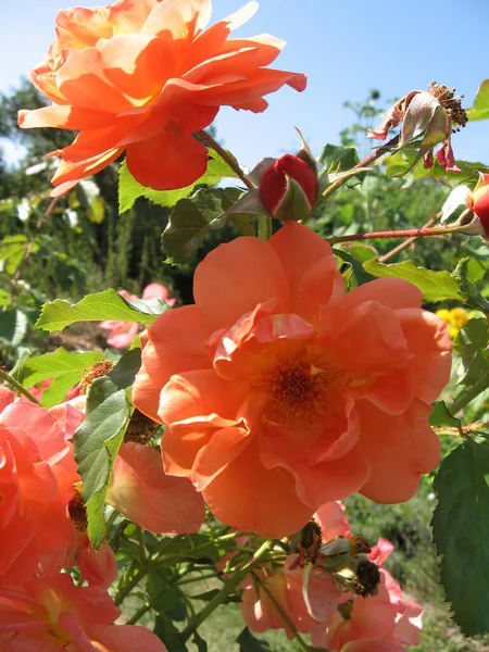 Fiori Rosa Arancione Sul Cespuglio Rose Giardino Estate Giardinaggio Ucraina — Foto Stock