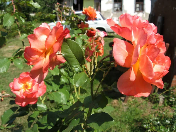 Pomarańczowe Kwiaty Róż Krzewie Róży Ogrodzie Lecie Ogrodnictwo Ukrainy — Zdjęcie stockowe