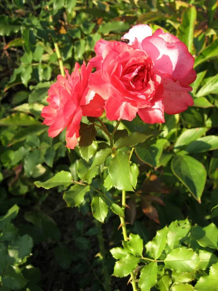 Rosa Rosenblommor Rosenbusken Trädgården Sommaren Trädgårdsodling Ukraina — Stockfoto