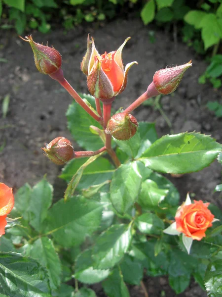 夏に庭のバラの茂みにオレンジのバラの花を咲かせます ウクライナの庭付け — ストック写真