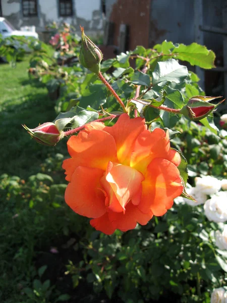 Fiori Rosa Arancione Sul Cespuglio Rose Giardino Estate Giardinaggio Ucraina — Foto Stock