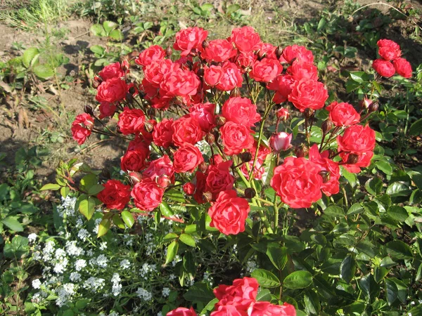 花园里的玫瑰花丛上挂满了红玫瑰 乌克兰的园艺 — 图库照片