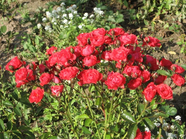 Czerwona Róża Kwiaty Krzewie Róży Ogrodzie Lecie Ogrodnictwo Ukrainy — Zdjęcie stockowe