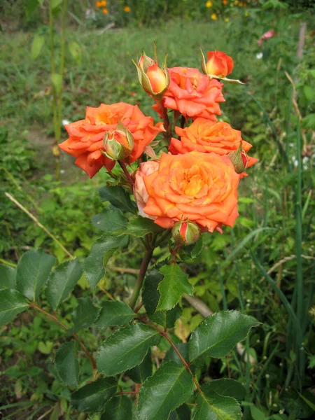 Orange Rose Flowers Rose Bush Garden Summer Gardening Ukraine — Stock Photo, Image