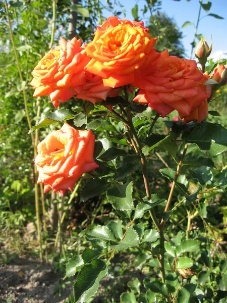 Narancs Rózsa Virágok Rózsabokor Kertben Nyáron Kertészkedés Ukrajna — Stock Fotó