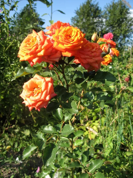 Narancs Rózsa Virágok Rózsabokor Kertben Nyáron Kertészkedés Ukrajna — Stock Fotó