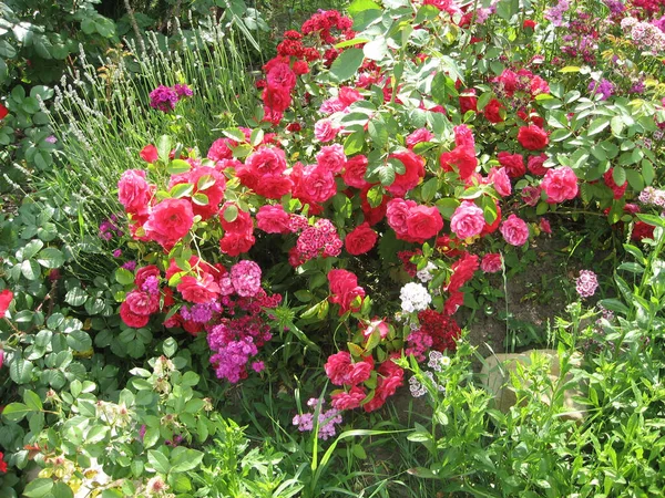 Červené Růže Květiny Růžovém Keři Zahradě Létě Zahradnictví Ukrajiny — Stock fotografie