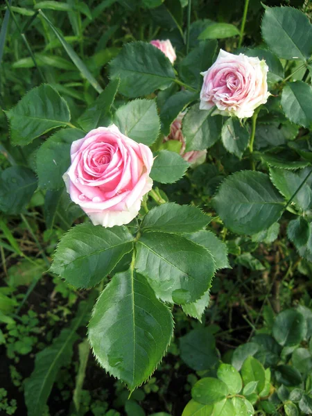 Fleurs Roses Roses Sur Rosier Dans Jardin Été Jardinage Ukraine — Photo