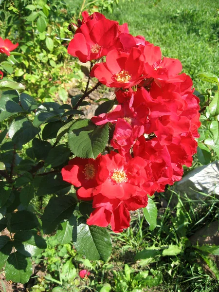 Piros Rózsa Virágok Rózsabokor Kertben Nyáron Kertészkedés Ukrajna — Stock Fotó