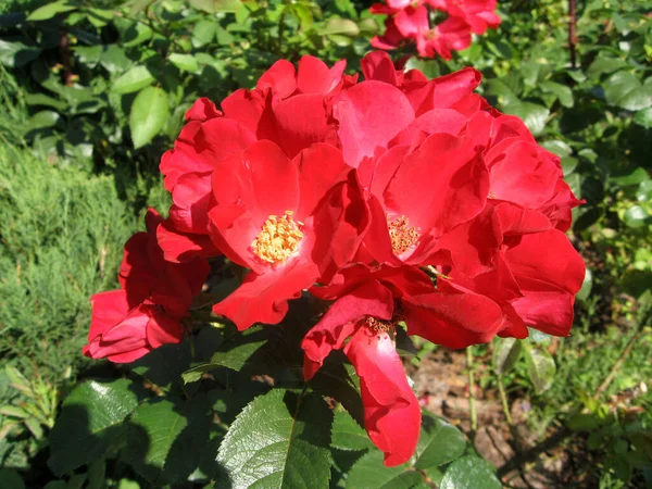 Flores Vermelhas Rosas Arbusto Rosas Jardim Verão Jardinagem Ucrânia — Fotografia de Stock