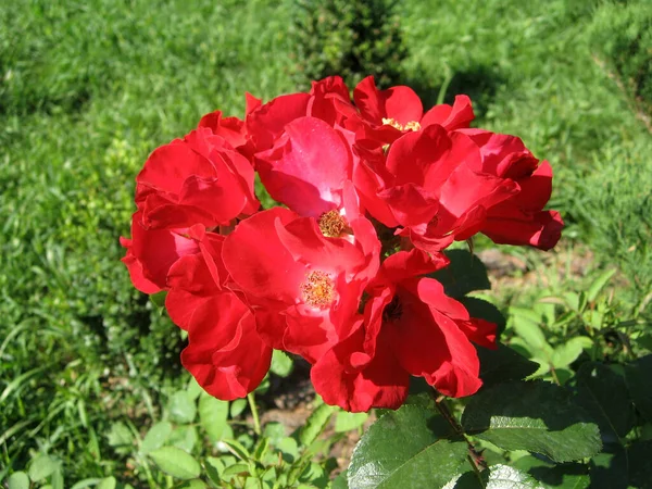 Fleurs Roses Rouges Sur Roseraie Dans Jardin Été Jardinage Ukraine — Photo