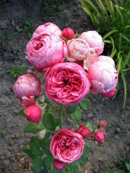 Różowe Kwiaty Róż Krzewie Róży Ogrodzie Lecie Ogrodnictwo Ukrainy — Zdjęcie stockowe