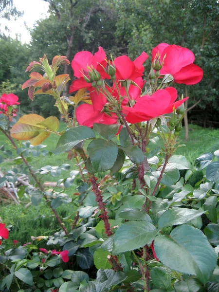Fleurs Roses Rouges Sur Roseraie Dans Jardin Été Jardinage Ukraine — Photo