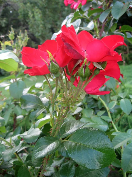 Yazın Bahçedeki Gül Çalılığında Kırmızı Gül Çiçekleri Ukrayna Bahçe Şleri — Stok fotoğraf