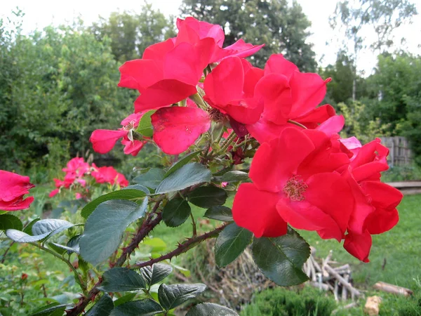 花园里的玫瑰花丛上挂满了红玫瑰 乌克兰的园艺 — 图库照片
