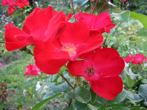 Piros Rózsa Virágok Rózsabokor Kertben Nyáron Kertészkedés Ukrajna — Stock Fotó