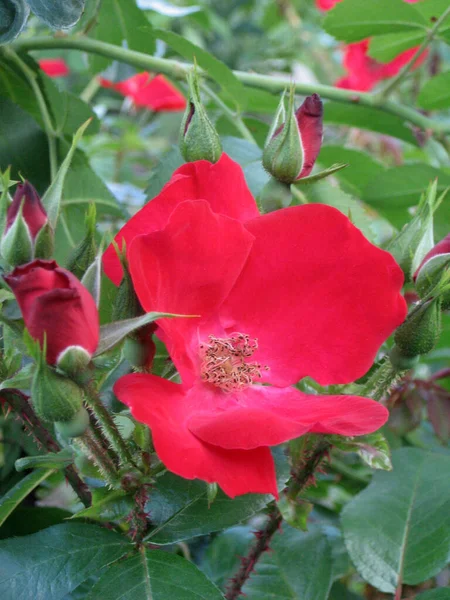 Flores Vermelhas Rosas Arbusto Rosas Jardim Verão Jardinagem Ucrânia — Fotografia de Stock