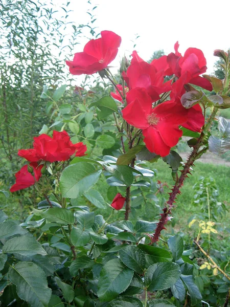 Fleurs Roses Rouges Sur Roseraie Dans Jardin Été Jardinage Ukraine — Photo