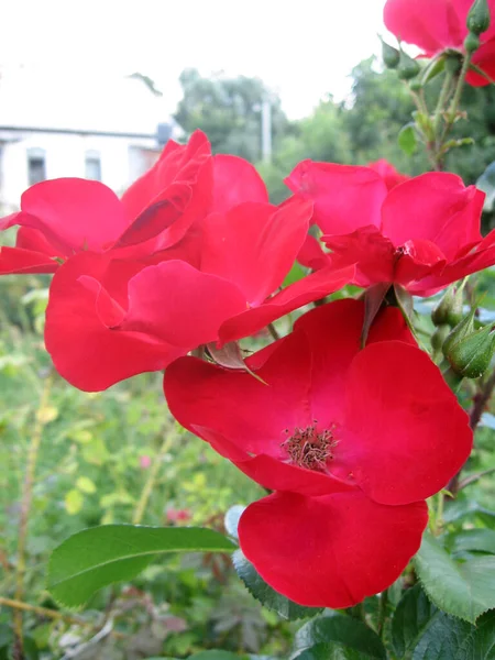 Rote Rosenblüten Rosenstrauch Garten Sommer Gartenarbeit Der Ukraine — Stockfoto