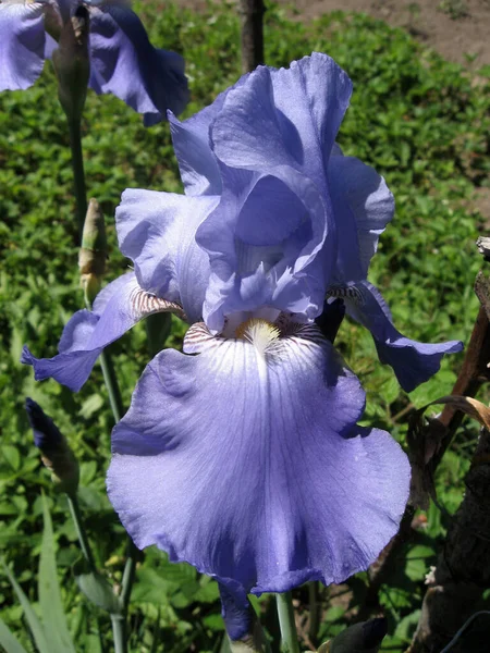Group Blue Irises Ukrainian Garden Perennial Garden Gardening Bearded Iris — Stock Photo, Image